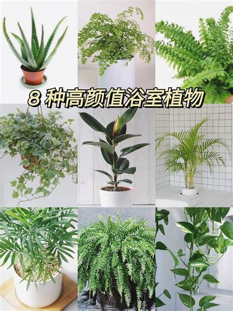 家裡適合種的植物|10種室內大型植物推薦！耐陰好養、風水招財，沒陽光。